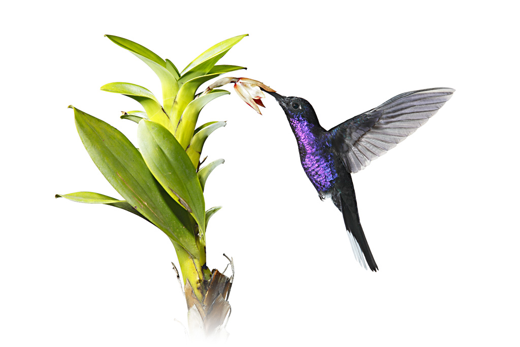 The Hummingbird Showroom