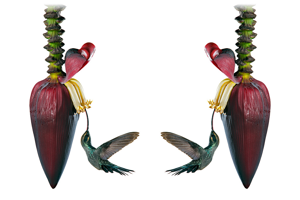 The Hummingbird Showroom