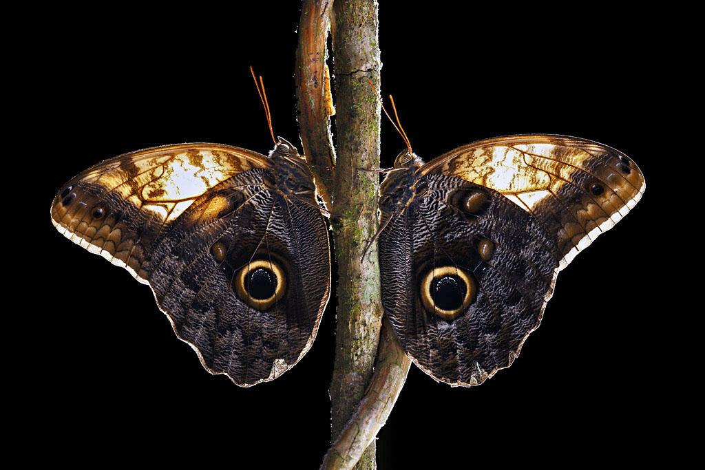 Nymphs of the Woodland