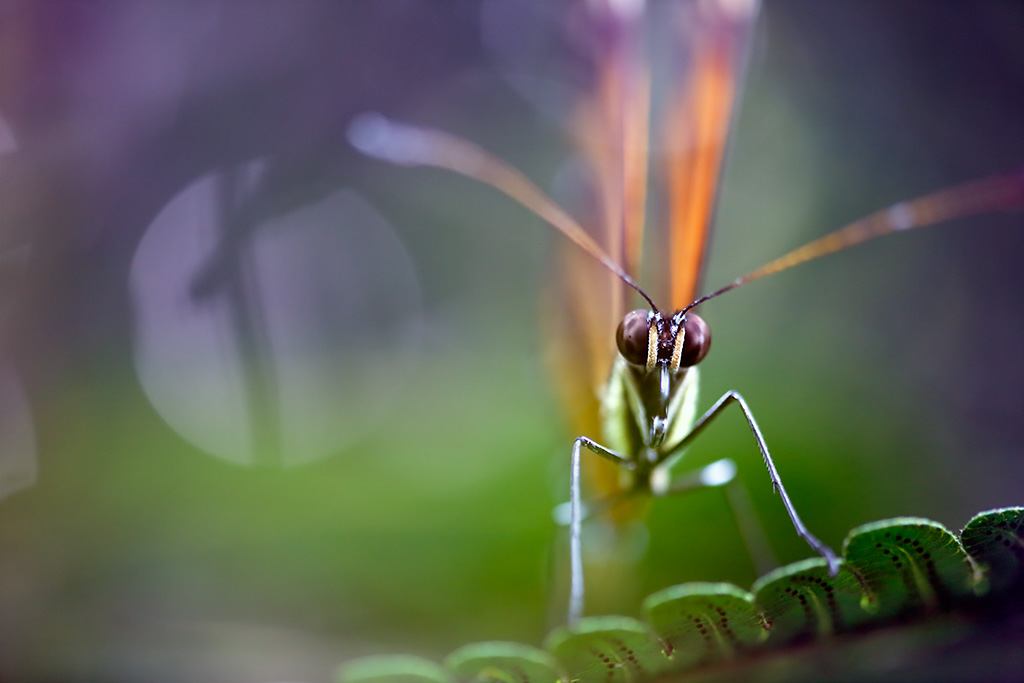 Nymphs of the Woodland