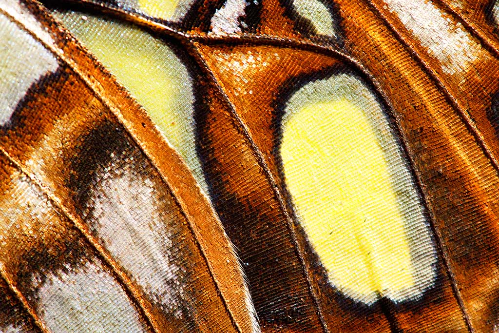 Nymphs of the Woodland