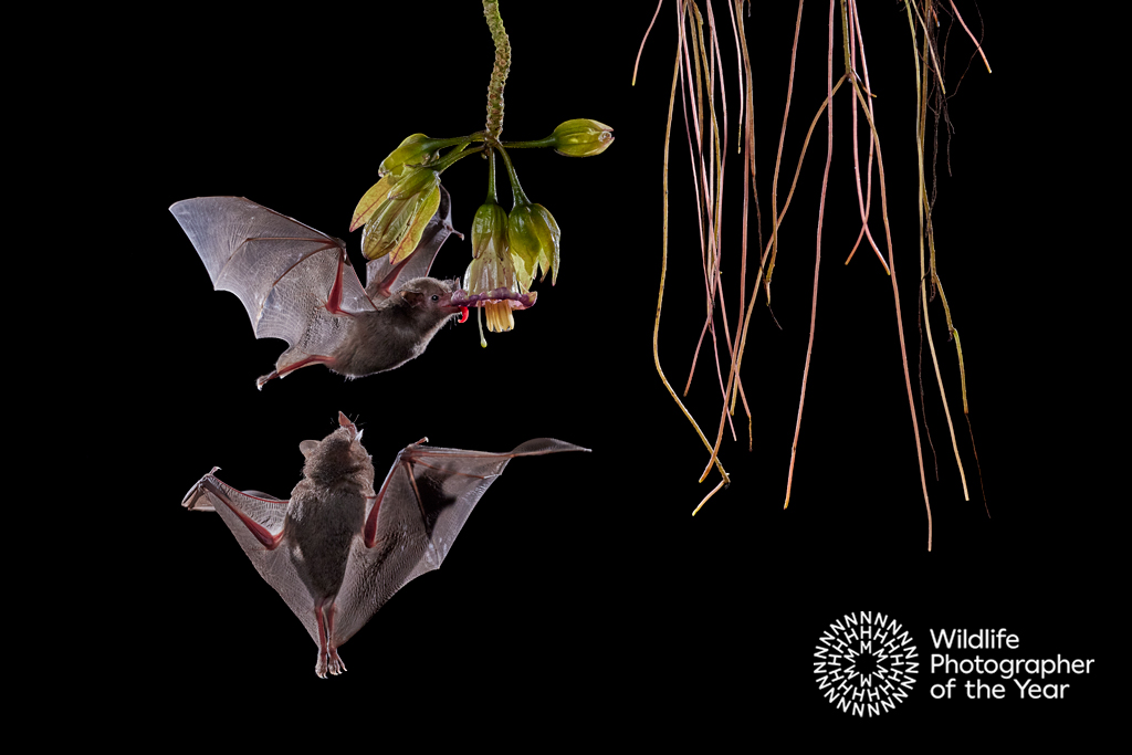 A biographical website about the award winning wildlife photographer, Cristobal Serrano. This site contains portfolios, news, biography and much more.